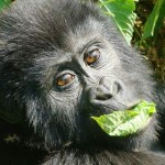 10 Days Wildlife and Gorilla Safari