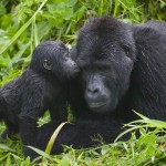 3 Days Bwindi National Park Safari