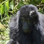 4 Days Double Gorilla Safari