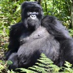 6 Days Gorilla and Primates Safari