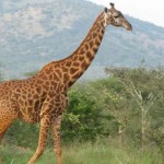 Akagera Wildlife Safari