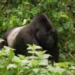 4 Days Uganda Gorilla Safari