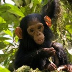 Nyungwe Chimps Safari