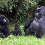 2 Days Rwanda Gorilla Safari