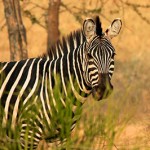 7 Days Uganda Wildlife Safari