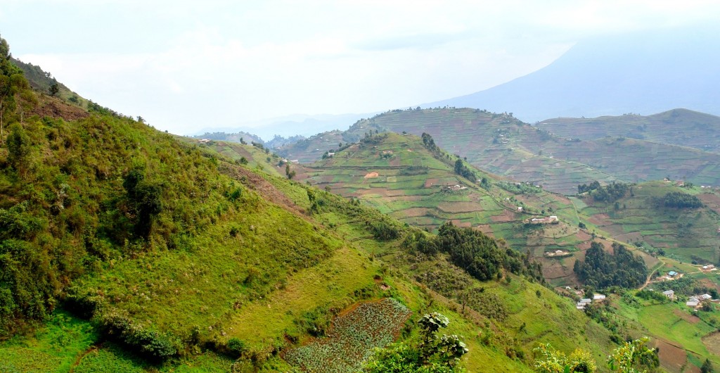 7 DAYS UGANDA-RWANDA SAFARI