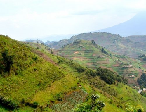 7 Days Uganda-Rwanda Safari