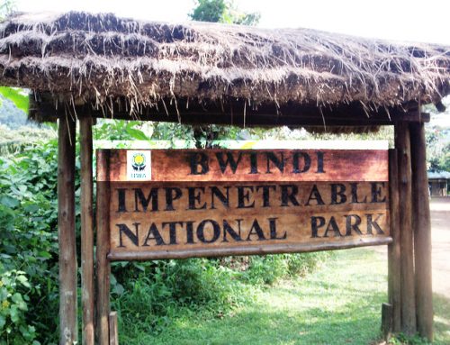 Bwindi Impenetrable National Park