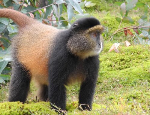 10 Days Uganda-Rwanda Chimp, Gorilla and Golden Monkey Safari