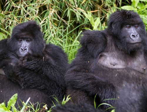 9 Days Rwanda – Uganda Double Gorilla Safari