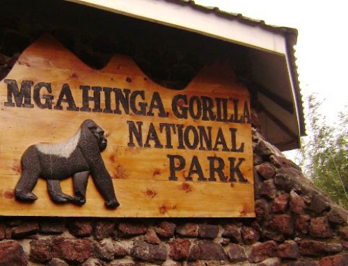 Mgahinga Gorilla National Park