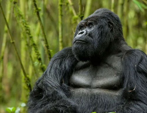 Mountain Gorilla